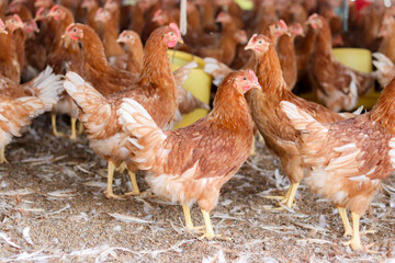 A lot of brown chicken in chicken farm