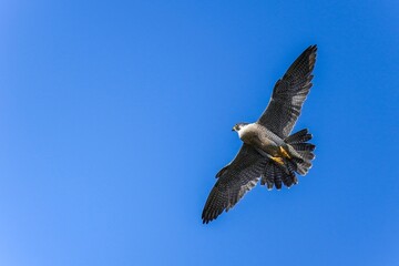 青空バックに頭上を悠然と飛ぶハヤブサ成鳥