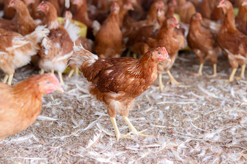 A lot of brown chicken in chicken farm