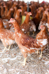 A lot of brown chicken in chicken farm