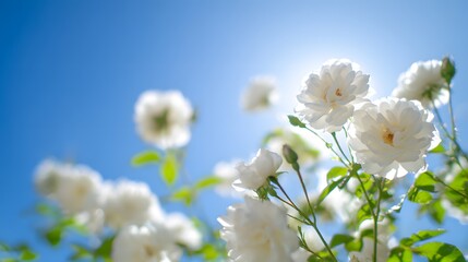 Fototapeta premium White garden roses in full bloom against blue sky, sunlight filtering through delicate petals.