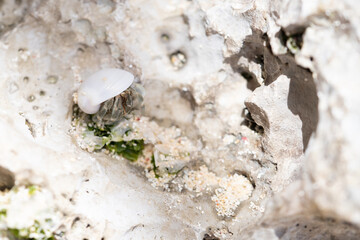 白くて嫌いなま巻貝を背負ったオカヤドカリ