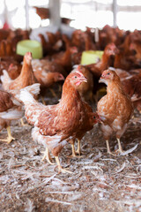 A lot of brown chicken in chicken farm
