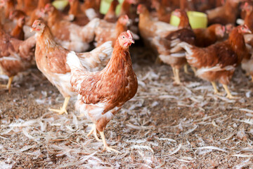 A lot of brown chicken in chicken farm