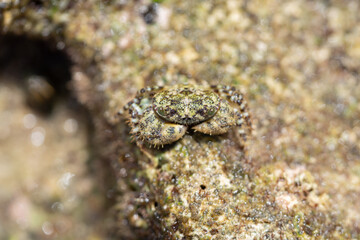 磯の岩と同じ色をしたイソガニ