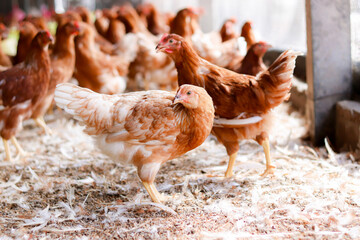 A lot of brown chicken in chicken farm