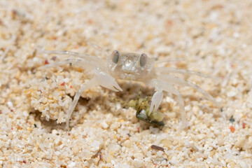 砂浜でイソガニの死骸を食べるミナミスナガニ