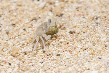 砂浜でイソガニの死骸を食べるミナミスナガニ