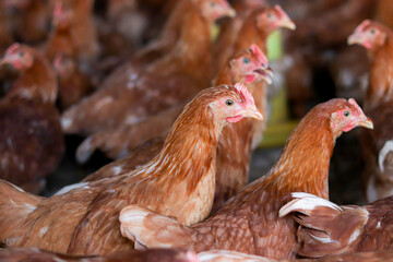 A lot of brown chicken in chicken farm