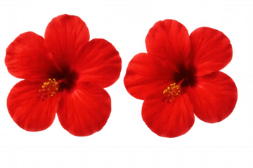 Vivid red hibiscus blossoming, highlighting delicate floral petals against clean transparent setting