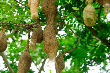 Unique Bird Nests Hanging from Tree Branches in Lush Greenery