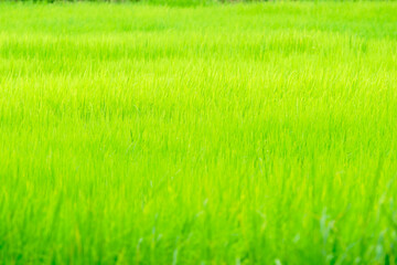 Lush Green Rice Field Under Bright Sky with Natural Sunshine