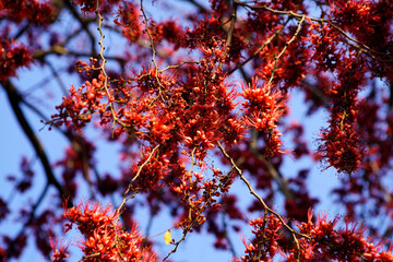 Vibrant Red Blossoms on Branches Against Clear Blue Sky