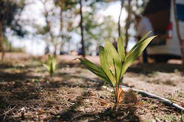 spring onions growing in the garden