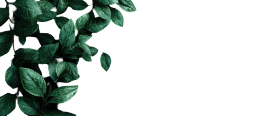 Dark, rich green leaves cascade down a black background