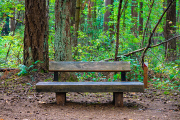 2025-08-26 A WOODEN BENCH IN A PARK SCENE WITH LUSH GREEN FOLIAGE IN THE BACKGROUND IN THE ROBINSWOOD PARK IN BELLEVUE WASHINGTON