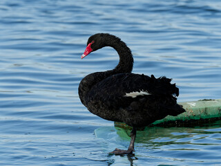 Black swan (Cygnus atratus) standing on a semi submerged structure in a dam.