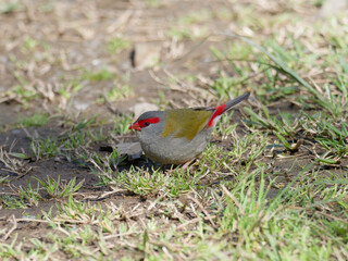 Red-browed finch also known and red-browed firetail (Neochmia temporalis) on the ground feeding on grass seeds.