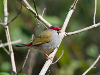 Red-browed Finch (Neochmia temporalis) perched on a lantana branch