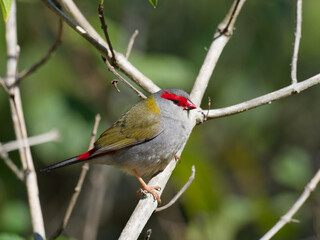 Red-browed Finch (Neochmia temporalis) perched on a lantana branch