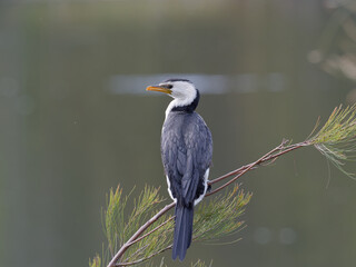 Fototapeta premium Little Pied Cormorant, Little Shag or Kawaupaka (Microcarbo melanoleucos) perched on a Allocasuarina or she-oak tree.