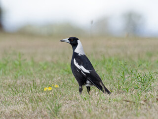 Australian magpie (Gymnorhina tibicen) standing alone on grass
