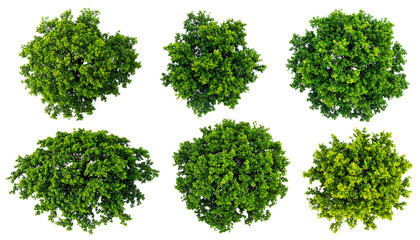 Obraz premium Overhead shot of six leafy trees against black background, forming a nature scene
