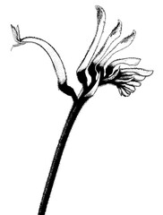 Kangaroo paw flower illustration in black and white - Anigozanthos Macropidia 