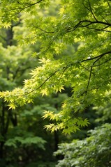 Fototapeta premium green forest in the morning