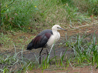 Pacific Heron or White Necked Heron (Ardea pacifica) exploring a wetlands swamp foraging for food.