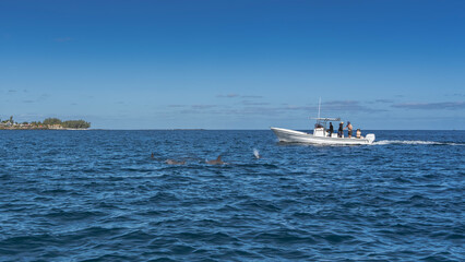 The backs, dorsal fins, and fountains of frolicking dolphins are visible above the surface of the blue ocean. The tourist boat is nearby. The coast of the island is far away. Azure sky, clouds. 
