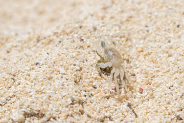 砂浜でイソガニの死骸を食べるミナミスナガニ