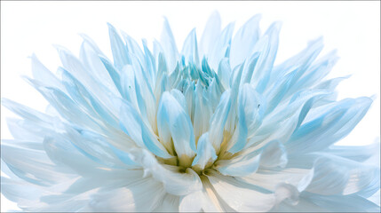 Obraz premium A vibrant light blue dahlia in full bloom, showcasing natural beauty with soft backlighting.