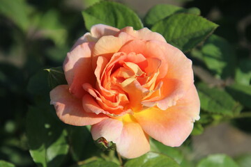 orange rose in garden