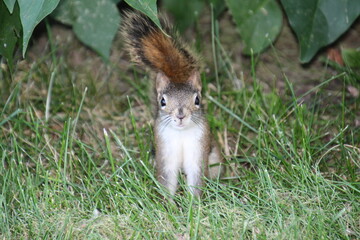 squirrel in the park, U of A Botanic Garden, Devon, Alberta
