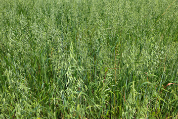 A vast field of young oats, where each sprout reaches for the sun, creating a textured green carpet. This image embodies the natural energy and freshness of a summer morning.