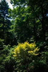 Obraz premium green forest in the morning