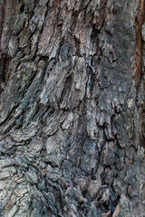 tree bark texture close up