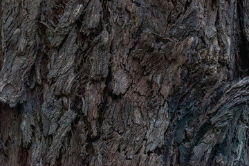 tree bark texture close up