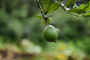 緑色のレモンの木の実