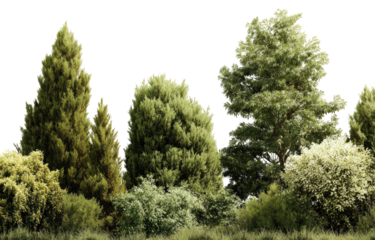 Lush green trees and shrubs form a dense, horizontal line against a black background.  Various shades of green foliage create a natural border