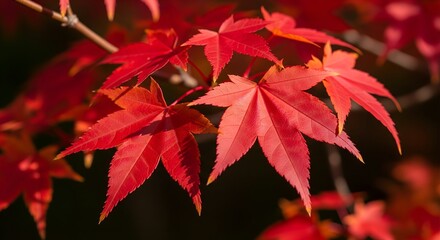  Close-up of Vibrant Red Maple Leaves in Autumn