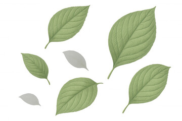 Obraz premium Green and white leaves falling against a transparent background, creating a natural and elegant aesthetic