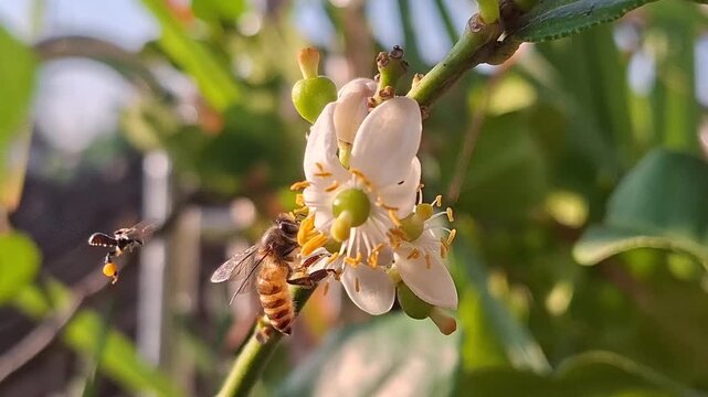 A flying Honey Bee and native bee collecting Nectar and pollen at a white citrus flower, Apis Trigona and Apis Cerana