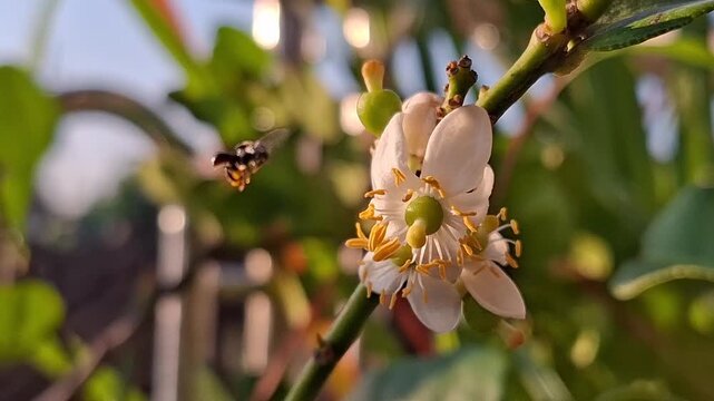 A flying native bee collecting pollen at a white citrus flower, Apis Trigona
