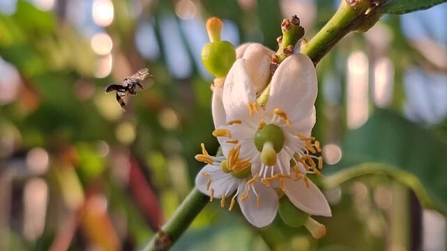 A flying native bee collecting pollen at a white citrus flower, Apis Trigona