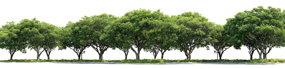 Obraz premium Row of lush green trees