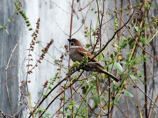 Passer domesticus, house sparrow perch on the tree branch observing surroundings. Capturing wildlife footage for biodiversity campaign and education content. 