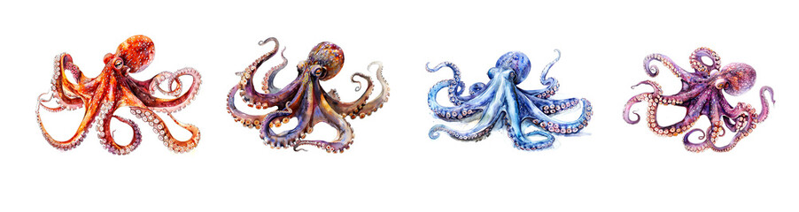 Four different watercolor paintings of giant squids in various colors. Animals.