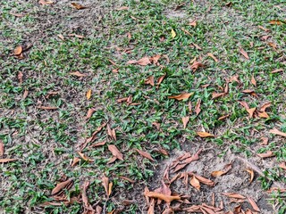 Top-down view of a lawn with patchy green grass and dry brown leaves scattered across a sandy, earthy ground